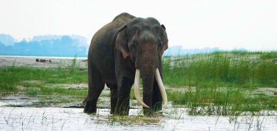 Assam to create nine elephant corridors | Assam to create nine elephant corridors