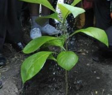 Plant seven trees to get bail: UP Official's unique initiative | Plant seven trees to get bail: UP Official's unique initiative Plant seven trees to get bail: UP Official's unique initiative | Plant seven trees to get bail: UP Official's unique initiative