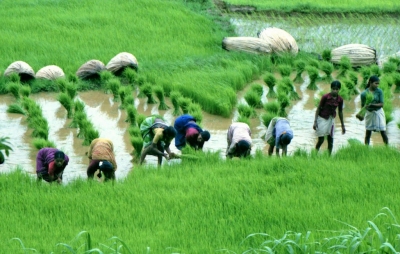 Sustainable future: Punjab, Haryana incentives to stop conventional paddy sowing | Sustainable future: Punjab, Haryana incentives to stop conventional paddy sowing