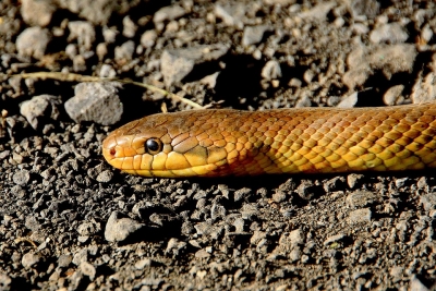 Need to prevent, respond to snakebite treatment: Experts | Need to prevent, respond to snakebite treatment: Experts Need to prevent, respond to snakebite treatment: Experts | Need to prevent, respond to snakebite treatment: Experts