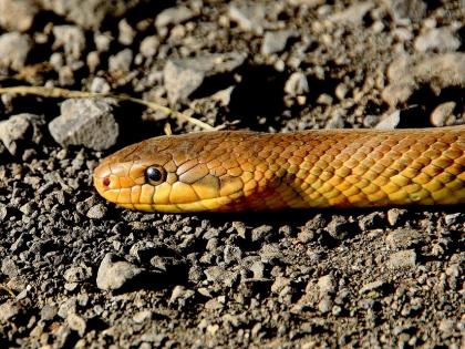 Man dies after being bitten by snake on bike in MP village | Man dies after being bitten by snake on bike in MP village Man dies after being bitten by snake on bike in MP village | Man dies after being bitten by snake on bike in MP village