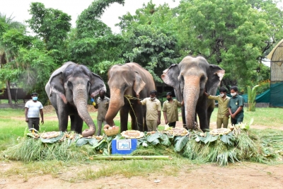 Special celebrations for elephants at Hyd Zoo including 82-yr-old Rani | Special celebrations for elephants at Hyd Zoo including 82-yr-old Rani