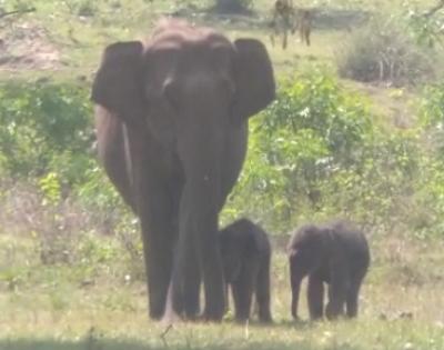 UP to get new elephant reserve soon | UP to get new elephant reserve soon
