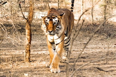 Wandering tigress to be relocated inside Pilibhit reserve | Wandering tigress to be relocated inside Pilibhit reserve Wandering tigress to be relocated inside Pilibhit reserve | Wandering tigress to be relocated inside Pilibhit reserve