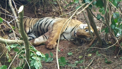 Karnataka's domestic cattle devouring injured tiger captured | Karnataka's domestic cattle devouring injured tiger captured Karnataka's domestic cattle devouring injured tiger captured | Karnataka's domestic cattle devouring injured tiger captured