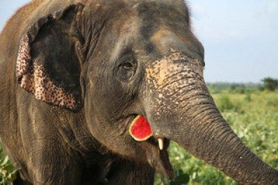 Dacoit Dadua's elephant to patrol Dudhwa reserve | Dacoit Dadua's elephant to patrol Dudhwa reserve