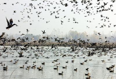 Avian visitors bid adieu to Kashmir | Avian visitors bid adieu to Kashmir