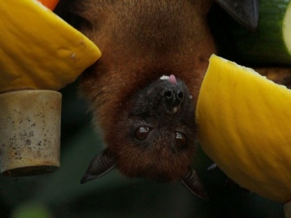 Genes in some bats change due to deadly white-nose syndrome | Genes in some bats change due to deadly white-nose syndrome