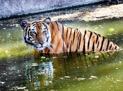 Royal Bengal Tigers among 18 animals from Bengal reaching Tripura zoo under exchange programme | Royal Bengal Tigers among 18 animals from Bengal reaching Tripura zoo under exchange programme Royal Bengal Tigers among 18 animals from Bengal reaching Tripura zoo under exchange programme | Royal Bengal Tigers among 18 animals from Bengal reaching Tripura zoo under exchange programme