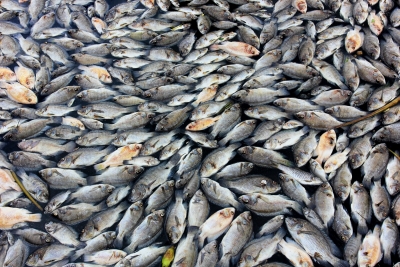 Millions of dead fish wash up near Australian town | Millions of dead fish wash up near Australian town