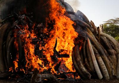 Tanzania dismantles 95 poaching syndicates | Tanzania dismantles 95 poaching syndicates