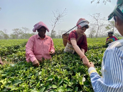Why tea garden workers are crucial in Bengal, Assam polls? | Why tea garden workers are crucial in Bengal, Assam polls?