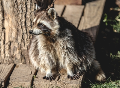 Covid origin linked to raccoon dogs: WHO asks China to share more data | Covid origin linked to raccoon dogs: WHO asks China to share more data