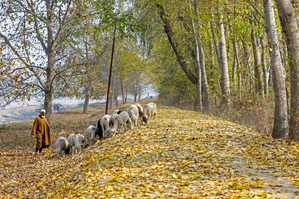 As autumnal migration of nomadic ‘Bakarwals’ begins, winter can’t be far away in Kashmir | As autumnal migration of nomadic ‘Bakarwals’ begins, winter can’t be far away in Kashmir