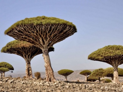 UAE's USD 110 mn development, relief aid enabled Socotra to overcome challenges, dire conditions | UAE's USD 110 mn development, relief aid enabled Socotra to overcome challenges, dire conditions