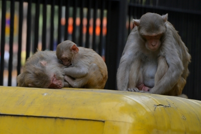 Two held for killing monkeys | Two held for killing monkeys