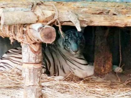 Tiger cub dies at Bengal Safari Park, 2nd such death in a month | Tiger cub dies at Bengal Safari Park, 2nd such death in a month Tiger cub dies at Bengal Safari Park, 2nd such death in a month | Tiger cub dies at Bengal Safari Park, 2nd such death in a month