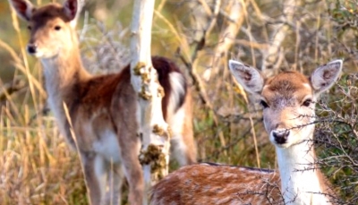 Australia releases new plan to stop spread of invasive deer | Australia releases new plan to stop spread of invasive deer