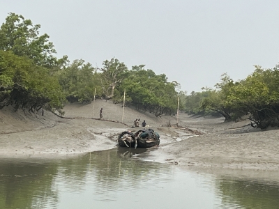 Systematic mangrove plantation reduces cyclone losses in Sundarbans | Systematic mangrove plantation reduces cyclone losses in Sundarbans
