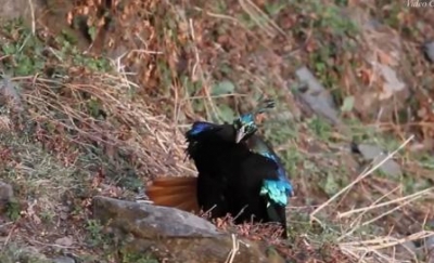 Mating dance of Himalayan Monal mesmerise netizens | Mating dance of Himalayan Monal mesmerise netizens Mating dance of Himalayan Monal mesmerise netizens | Mating dance of Himalayan Monal mesmerise netizens