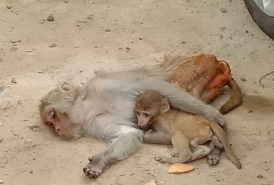 PETA, forest officials rescue baby monkey in UP | PETA, forest officials rescue baby monkey in UP