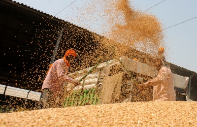 Wheat procurement after middle of April, no word from FCI | Wheat procurement after middle of April, no word from FCI