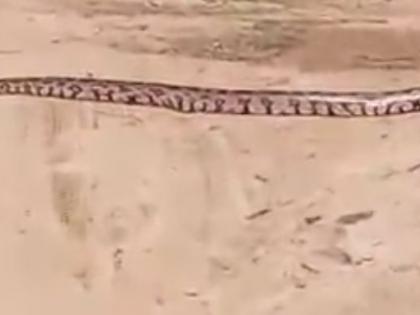 18 ft-long python rescued from tea garden in Assam | 18 ft-long python rescued from tea garden in Assam