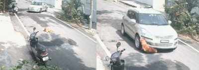 Man crushes stray dog with car, K'taka Police launch manhunt | Man crushes stray dog with car, K'taka Police launch manhunt