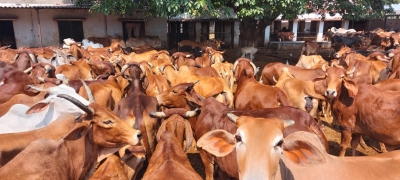 'Padhu Dhan Bima Yojana' to benefit MP cattle owners | 'Padhu Dhan Bima Yojana' to benefit MP cattle owners 'Padhu Dhan Bima Yojana' to benefit MP cattle owners | 'Padhu Dhan Bima Yojana' to benefit MP cattle owners