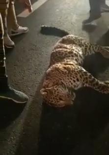 Hit by car, leopard dies on Delhi-Meerut Expressway | Hit by car, leopard dies on Delhi-Meerut Expressway Hit by car, leopard dies on Delhi-Meerut Expressway | Hit by car, leopard dies on Delhi-Meerut Expressway