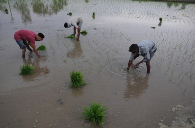 Monsoon bonanza: Agri-linked sectors to see 10-15 pc earnings growth this fiscal | Monsoon bonanza: Agri-linked sectors to see 10-15 pc earnings growth this fiscal Monsoon bonanza: Agri-linked sectors to see 10-15 pc earnings growth this fiscal | Monsoon bonanza: Agri-linked sectors to see 10-15 pc earnings growth this fiscal