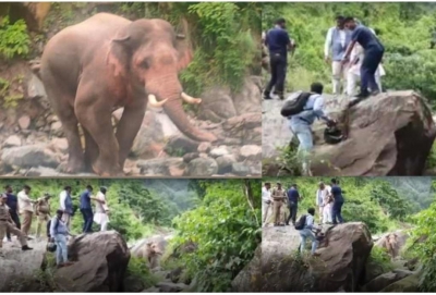 Former CM Trivendra Rawat climbs hill after elephant blocks convoy | Former CM Trivendra Rawat climbs hill after elephant blocks convoy