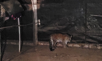 Female leopard rescued from Maharashtra village | Female leopard rescued from Maharashtra village
