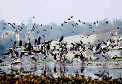 Agra green activists hail SC order to double bird sanctuary area | Agra green activists hail SC order to double bird sanctuary area