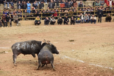 Amid concern, bullfights still a rage in the Goa underground | Amid concern, bullfights still a rage in the Goa underground