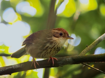 Puff-throated babbler makes first appearance in Rajasthan | Puff-throated babbler makes first appearance in Rajasthan