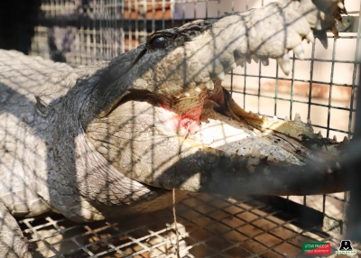 Animal activists rescue 8-ft-long crocodile in pain | Animal activists rescue 8-ft-long crocodile in pain Animal activists rescue 8-ft-long crocodile in pain | Animal activists rescue 8-ft-long crocodile in pain
