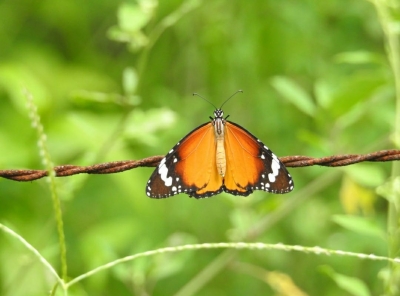 Haryana to conduct butterfly survey in Aravalli | Haryana to conduct butterfly survey in Aravalli