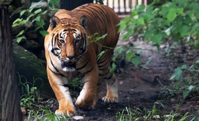 Big cat count rises to 96 in West Bengal's Sundarbans | Big cat count rises to 96 in West Bengal's Sundarbans