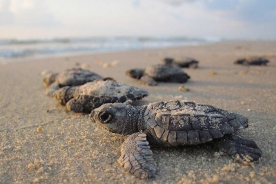 Environmentalists worried as lesser number of Olive Ridley turtles arrive in TN | Environmentalists worried as lesser number of Olive Ridley turtles arrive in TN