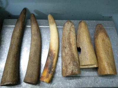 Elephant tusks worth Rs 1 cr seized in Bengal, 3 held | Elephant tusks worth Rs 1 cr seized in Bengal, 3 held