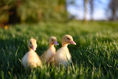 Gorakhpur zoo gets 5 duck hatchlings | Gorakhpur zoo gets 5 duck hatchlings