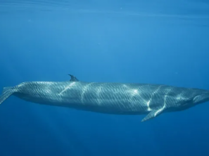 Stranded whale calf dies in Surat despite rescue efforts | Stranded whale calf dies in Surat despite rescue efforts Stranded whale calf dies in Surat despite rescue efforts | Stranded whale calf dies in Surat despite rescue efforts