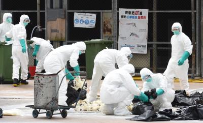 Vietnam culls poultry in large numbers amid bird flu spread | Vietnam culls poultry in large numbers amid bird flu spread Vietnam culls poultry in large numbers amid bird flu spread | Vietnam culls poultry in large numbers amid bird flu spread
