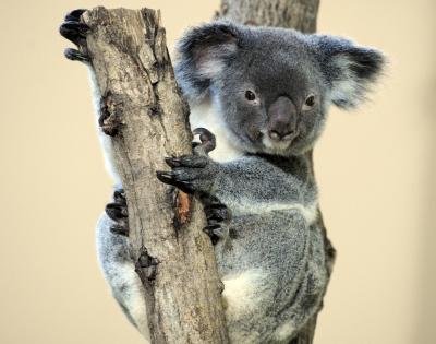 Koala protection bill splits Australian state govt | Koala protection bill splits Australian state govt