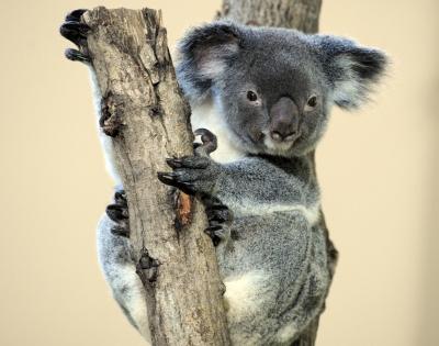 Aus govt lists koalas as endangered species | Aus govt lists koalas as endangered species Aus govt lists koalas as endangered species | Aus govt lists koalas as endangered species