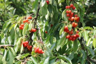 Pandemic turns blessing in disguise for Himachal cherry growers | Pandemic turns blessing in disguise for Himachal cherry growers