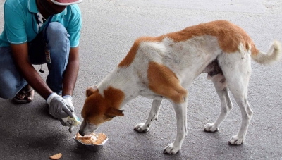 When leftover food became scarce during Covid, strays went astray | When leftover food became scarce during Covid, strays went astray