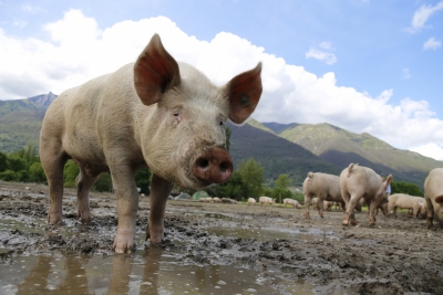 Shut pig farms to prevent Nipah epidemic: PETA to Kerala govt | Shut pig farms to prevent Nipah epidemic: PETA to Kerala govt