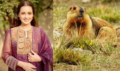 Dia Mirza shares rare sighting of Himalayan Marmot during film shoot | Dia Mirza shares rare sighting of Himalayan Marmot during film shoot